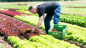 Grünfutter für die Städter