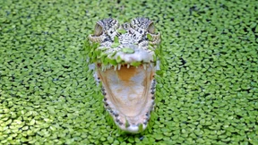 Die düstere Zukunft der Reptilien, Kakteen und Meeresbewohner