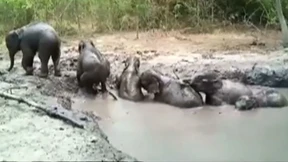 Dramatische Elefanten-Rettung