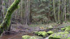 Im Wald, da sinkt ein Schiff