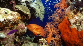 Forscher dringen auf Schutz von Korallenriffen