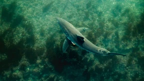 „Viele meiner Aufnahmen zeigen Weiße Haie unter Surfbrettern“