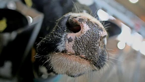 Erstmals Milchkuh in Europa mit Vogelgrippevirus infiziert