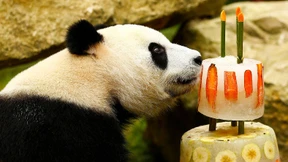 Zoo-Pandas feiern Geburtstag mit Torte
