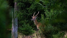 Sein Coach gehört verhaftet
