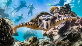 Neue Bedrohung für australische Korallenriffe