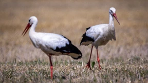 Zugvögel bereiten sich auf Reise in den Süden vor