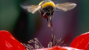 Wie Hummeln den Duft von Blüten „sehen“