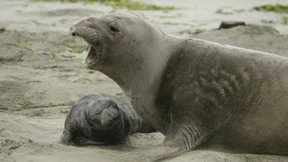 See-Elefanten übernehmen Strand in Kalifornien