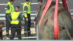 Elefant stirbt bei Verkehrsunfall