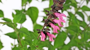 Das hat uns 2022 geblüht