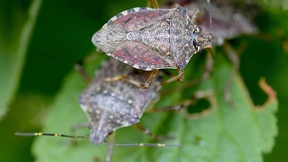 Ein Versteck für eine Wanze