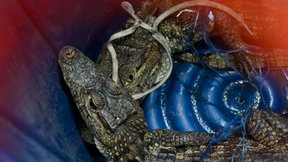 Bandenmitglieder halten Hühner und Krokodile im Gefängnis