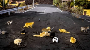 Der Frühling der Dystopie