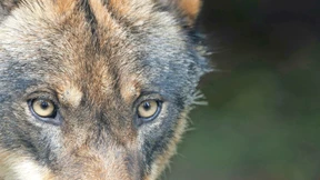 Die Luft wird dünner für den Wolf