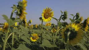 Droht uns eine grüne Ölkrise?