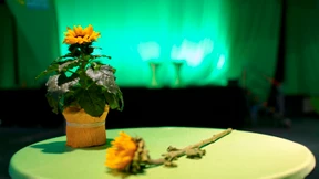 Ein Blumenfreund für die Führung der Grünen