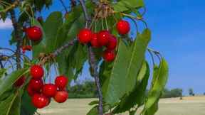 Gut Kirschen essen