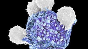 Wie sich eine Bremse des Immunsystems lösen lässt