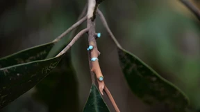 Der Heavy-Metal-Baum