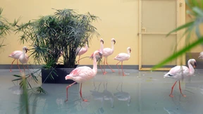 Neue Häuser für Flamingos und Papageien