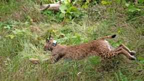 Die „grüne“ Infrastruktur leidet – und kaum einer sieht hin