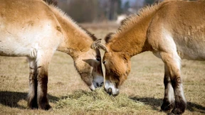 Sieben Pferde im Dienste von Fauna und Flora 