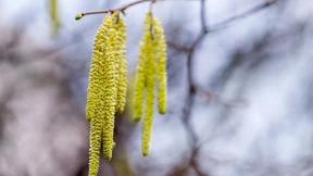 Leidende Borkenkäfer, fliegende Pollen, wartende Bauern