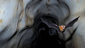 Woher kam das Virus?