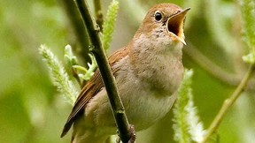 Weit mehr als nur ein Vogel