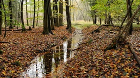 Ein Stück Wildnis im Stadtwald