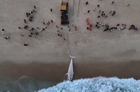 Toter Buckelwal am Strand angespült