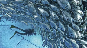 Überfischung muss nicht sein