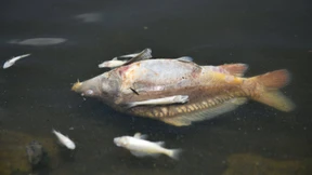 Eine Tonne toter Fische aus Rhein geborgen