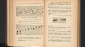 Reptation in der Soziologie