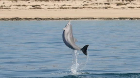 Ein Neuzugang für die große Delphin-Familie