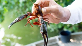 Der Weiher, das geliebte Sorgenkind
