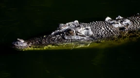 Krokodil terrorisiert Gemeinde und landet im Kochtopf