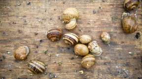 Hoppe, hoppe, Reiter