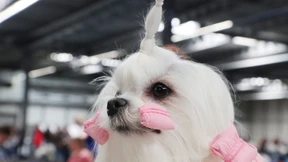 1600 Hunde und der Kampf gegen Qualzuchten