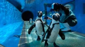 Auch Pinguine brechen Herzen