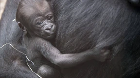 Verhüten, verkaufen, verfüttern: So steuern Zoos ihren Tierbestand