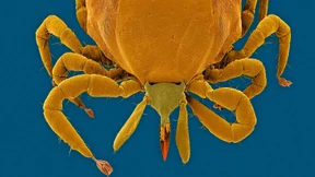 Blutsauger in Lauerstellung