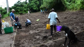Weinbau in feuchtwarmen Tropen
