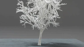 Verwurzelt und entwurzelt