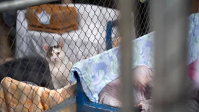 „Alle Tierheime klagen über eine Katzen-Flut“