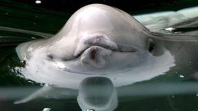 Belugawal ahmte menschliche Stimmen nach