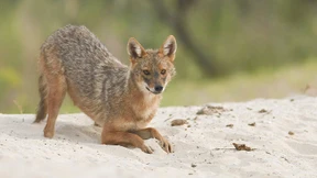 Wilde Hunde auf der Balkan-Route