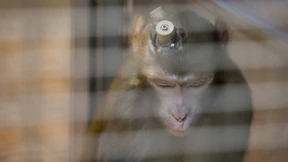 Wissenschaft mit Technik statt Tierversuchen