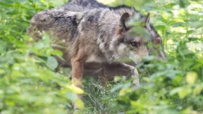 Wölfe dürfen in Hessen weiterhin nicht gejagt werden